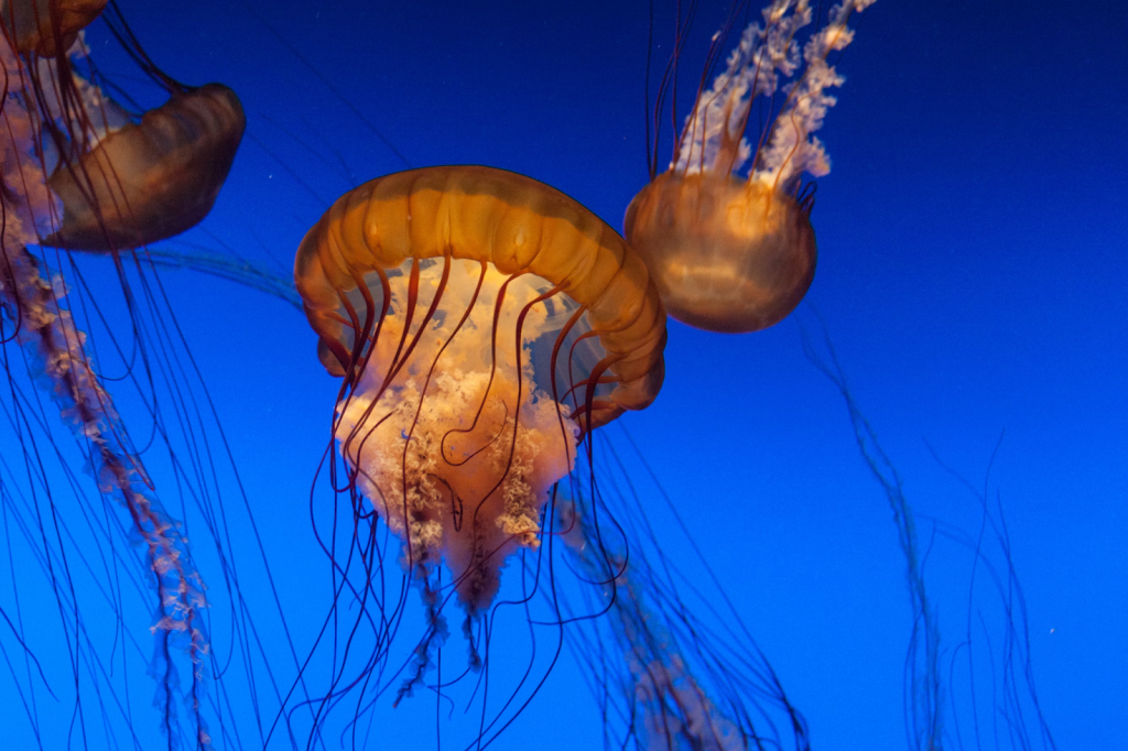 Jelly Exhibit at the Monterey Bay Aquarium