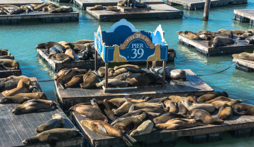 Pier 39