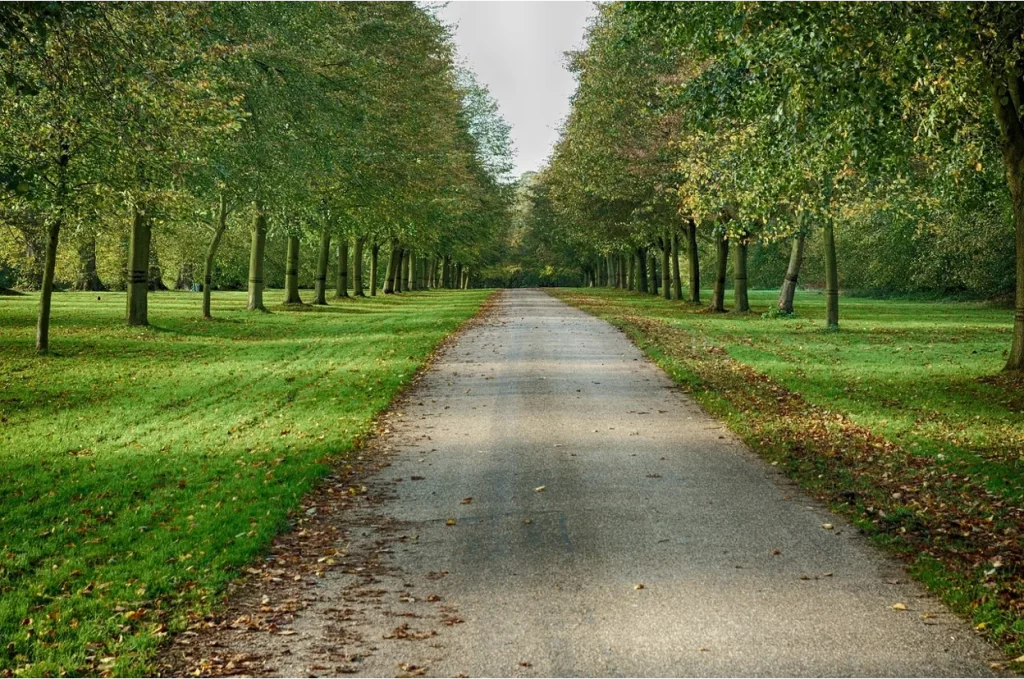 Tree-lined path through a green park in Modesto